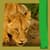 Wild Animals Photo Editor