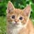 Funny Cat Sounds