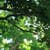 Nature Live Wallpaper 58