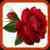 Guidelines For Gardening Rose
