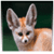 Cutest Animal Facts