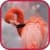 Flamingo Wallpaper