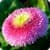Pretty Spring Flowers Wallpaper