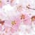 Sakura Live Wallpapers Free