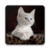 Cute Cat WallpapersHD