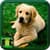 Dog Images Download