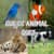 Guess The Animal Names