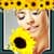 Sunflower Photo Collage