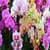 Orchid Flower Live Wallpaper Free