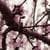 Nature Live Wallpaper 53
