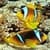 Clownfish In Water LWP