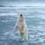 Polar Bear Live Wallpaper Free
