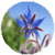 Benefits of Borage