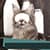 Best Animal Photo Montage