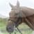 Talking Ed the Horse