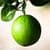 Green Orange Live Wallpaper