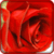 Beautiful Flowers live 3d wallpapers
