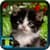 Free Kitten Wallpaper