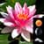 Lotus Clock Weather Widget