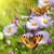 Beautiful Spring
