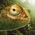 Jungle Chameleon Live Wallpaper