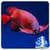 Red Arowana Live Wallpaper