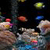 Fish Fun Live WALLPAPER