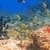COLORFUL FISH IN THE SEA LIVE WALLPAPER