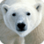 Beautiful Polar Bear Live Wallpaper HD