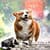 Dog Wallpapers 4K Background