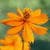 Orange Flower Live Wallpaper