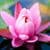 Cute Pink Water Lily Live Wallpaper