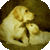 Dog Breeds Quiz Pet Trivia