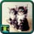 Free Cats Wallpapers