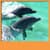 Dolphins Live Wallpapers New