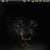 Killer Wolf Animated