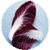 Benefits of Radicchio