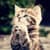 Best Cute Cats HD Wallpaper