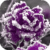 Frozen Purple Rose Live Wallpaper