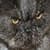 Animal Sounds With Pics Free