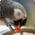 Parrot like Mandarin LiveWP