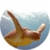 SeaTurtle video wallpaper Free