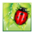 Running Beetle