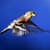 Birds Live Wallpapers Free