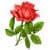 Rose Flowers HD