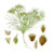 Benefits of Cumin Seeds