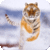Tigers Memory Game