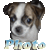 Photo Dog