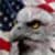 American Eagle Screams
