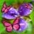 Flowers and Butterflies